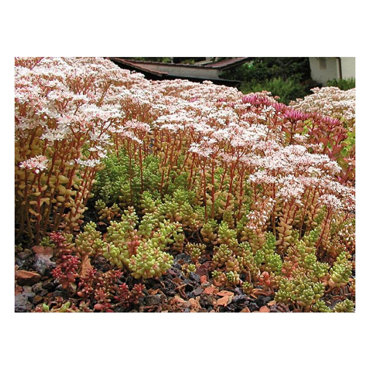 Sedum album'Coral Carpet'