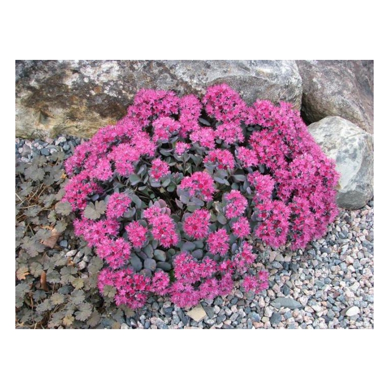 Sedum cauticola'Lidakense'