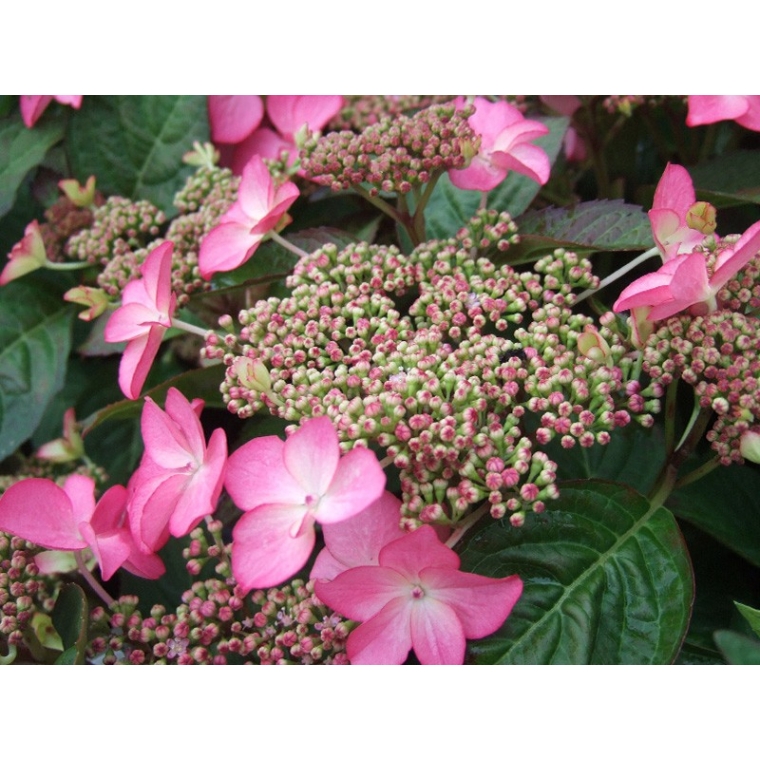 Hydrangea macrophylla'Selina' 