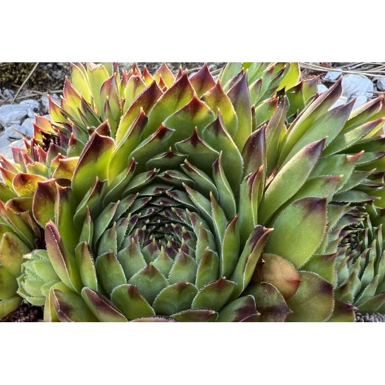 Sempervivum'Black top'