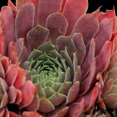 Sempervivum'Lipari'