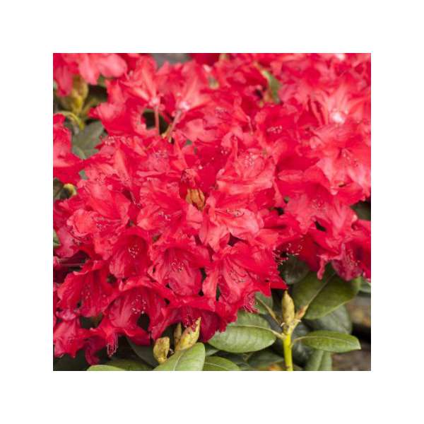 Rhododendron yakushianum'September Red' 