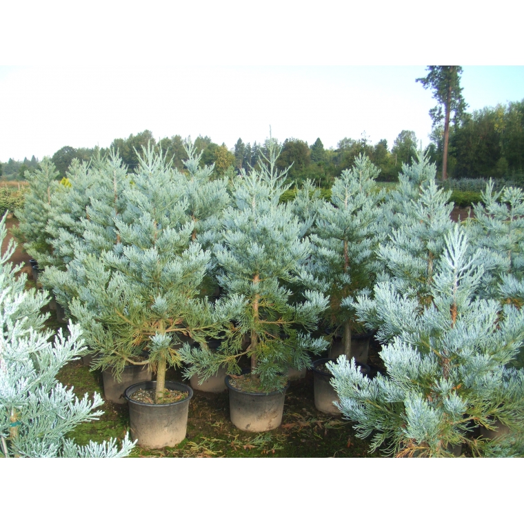 Sequoiadendron giganteum'Glaucum' 