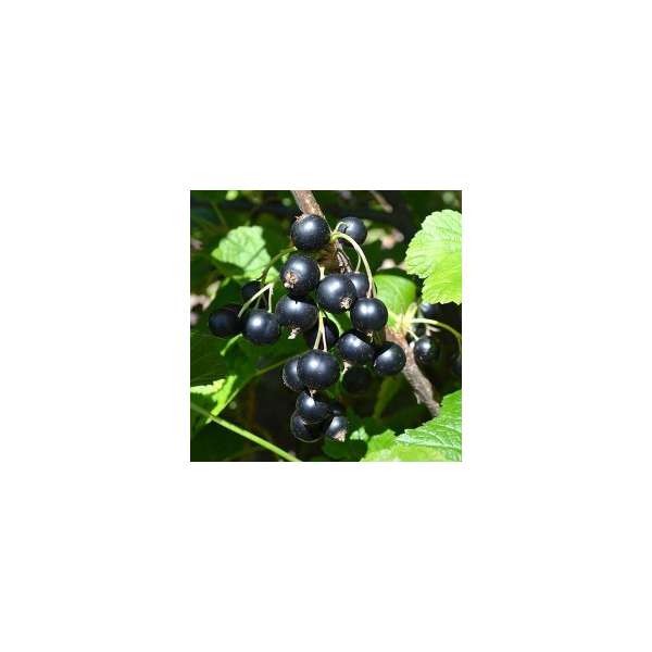 Zwarte bes (Ribes nigrum'Titania') 