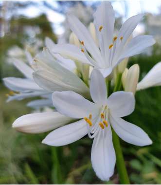 Agapanthus'Shona' 