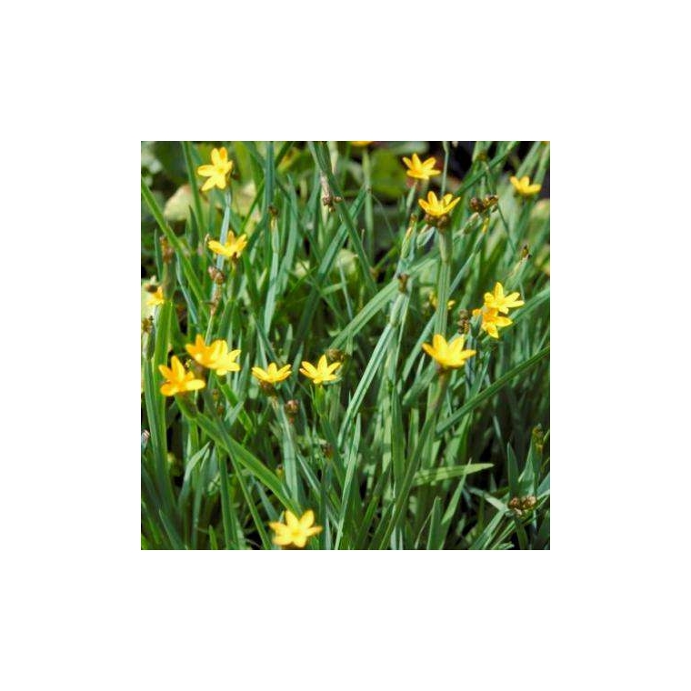 Sisyrinchium californicum