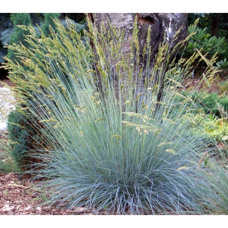 Festuca glauca'Elijah Blue'