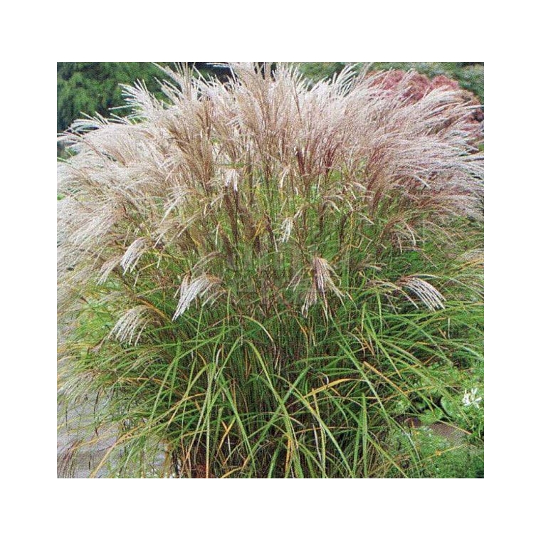 Miscanthus sinensis'Kleine Solberspinne'