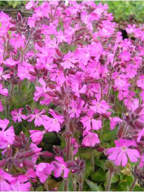 Silene dioica'Minikin'