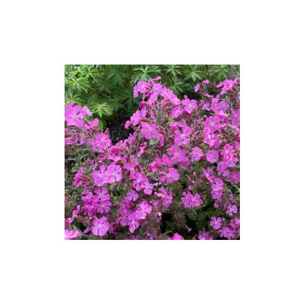 Silene'Rollies Favorite'