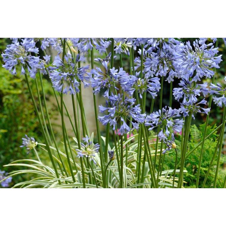 Agapanthus'Silver moon' 