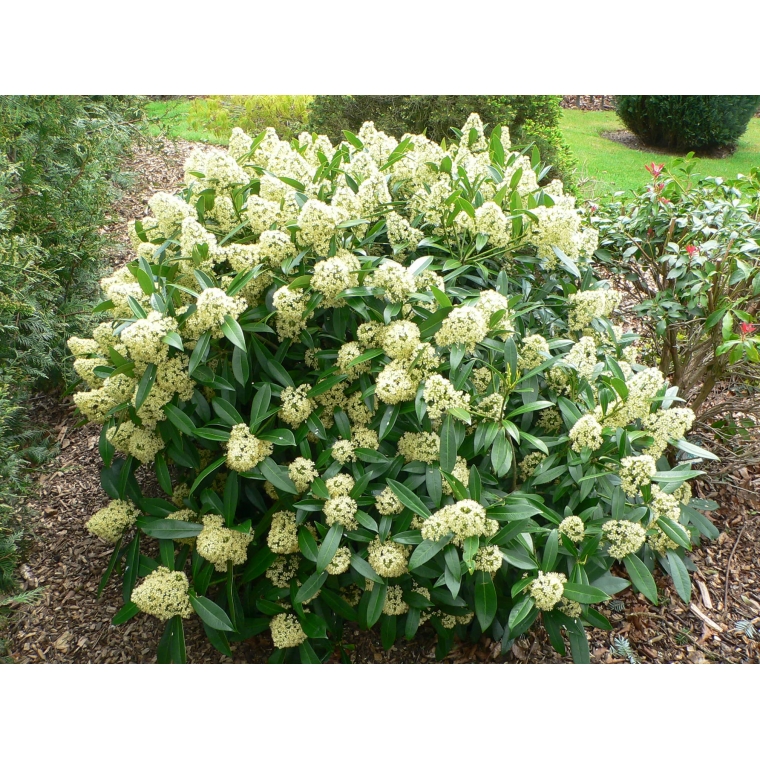 Skimmia confusa'Kew Green' 