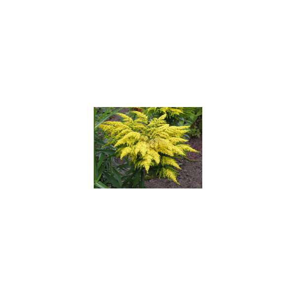 Solidago'Praecox'