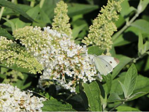 Buddleja'Reve de Papillon White' 