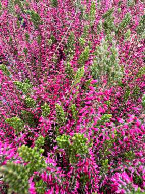 Calluna vulgaris'Angie' 