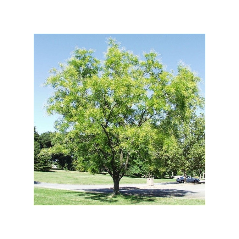 Sophora japonica'Regent' 