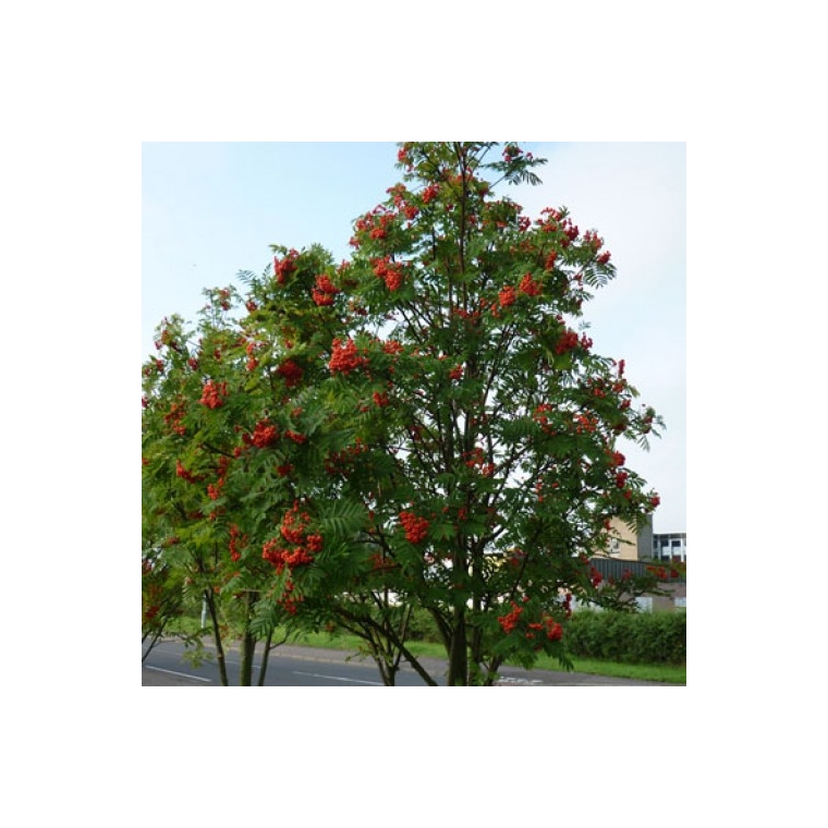 Sorbus aucuparia 