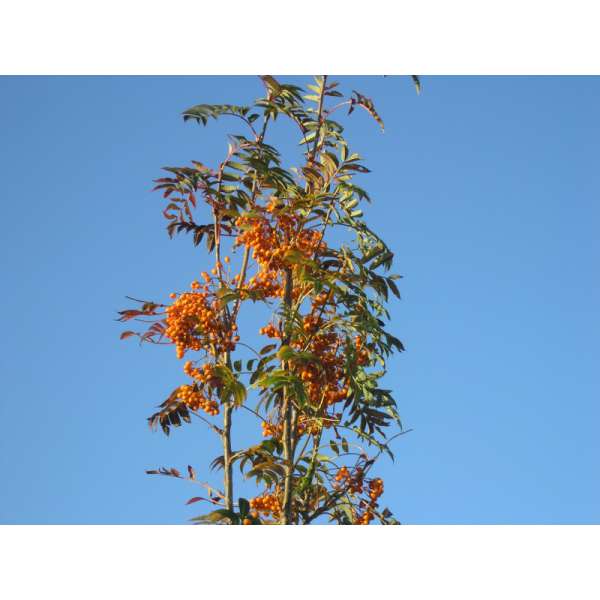 Sorbus'Flanrock' 