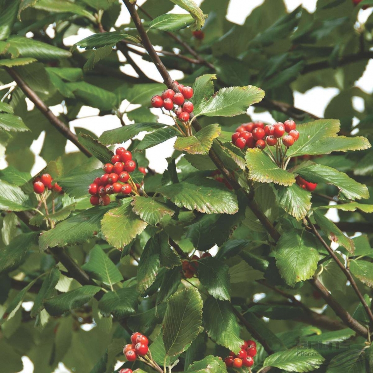 Sorbus aria'Magnifica' 