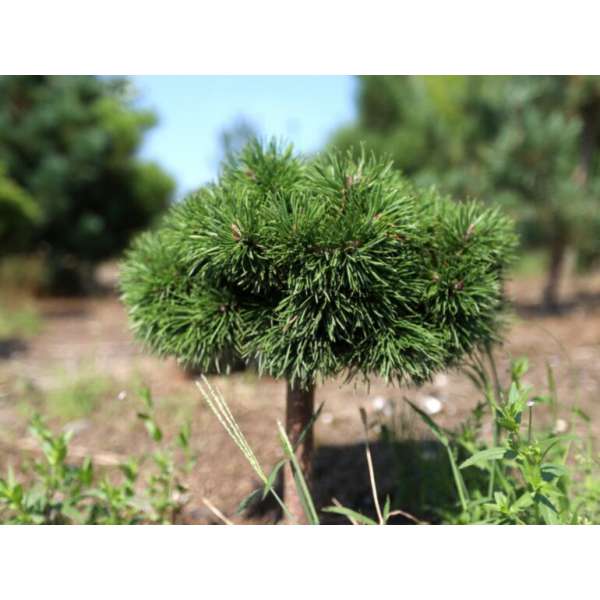 Pinus uncinata'Grüne Welle' 