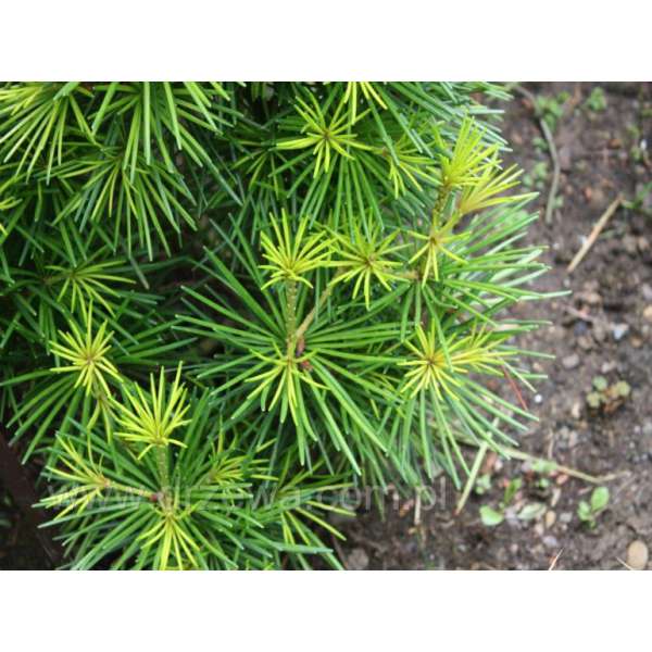 Sciadopitys verticillata'Grüne Kugel' 