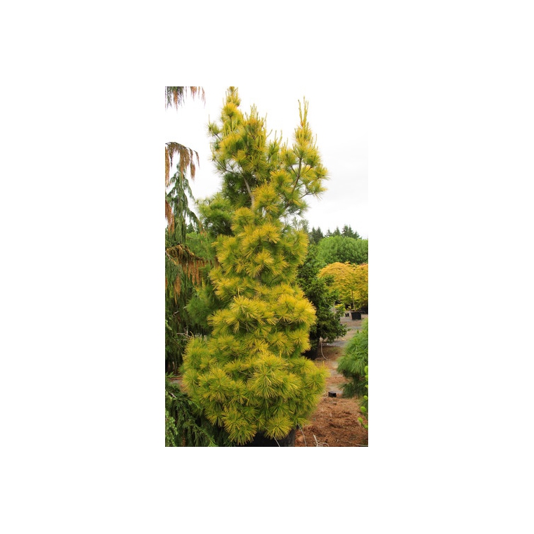 Pinus strobus'Louie' 
