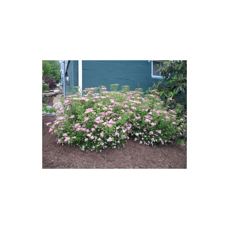 Spiraea japonica'Little Princess' 