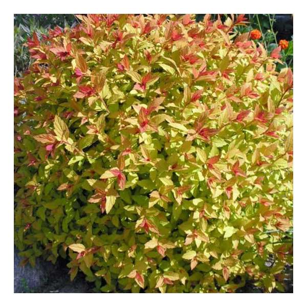 Spiraea japonica'Sparkling Carpet' 