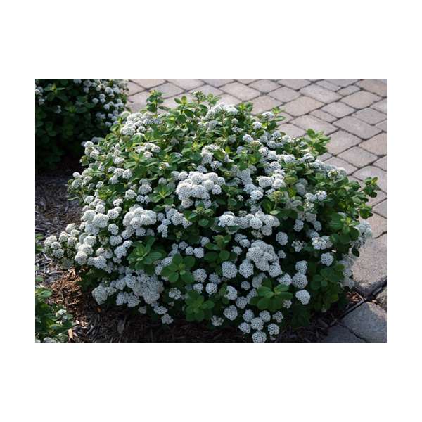 Spiraea betulifolia'Thor' 