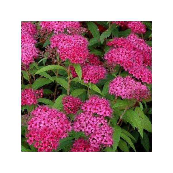 Spiraea japonica'Dart's Red' 