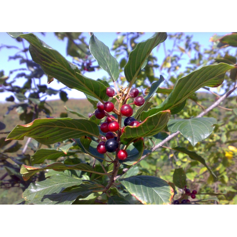 Rhamnus frangula 