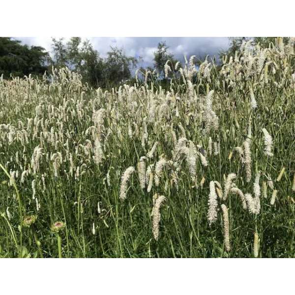 Sanguisorba tenuifolia'Parviflora'