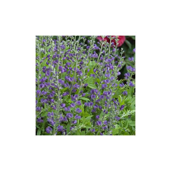 Baptista australis'Caspian Blue'