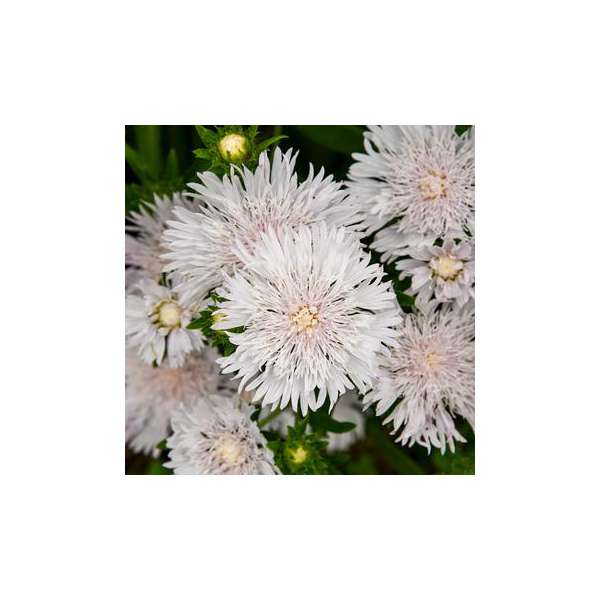 Stokesia laevis'Silver Moon'