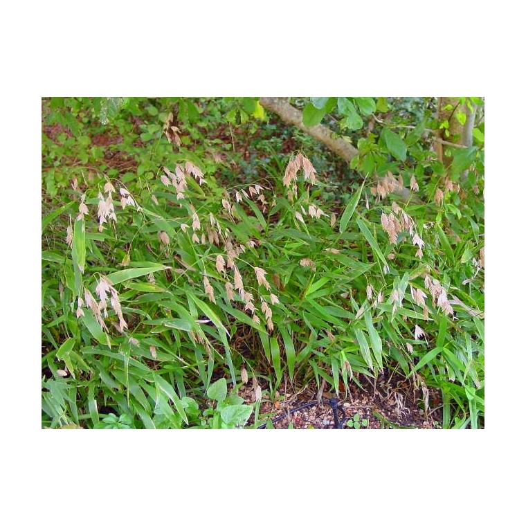 Chasmanthium latifolium