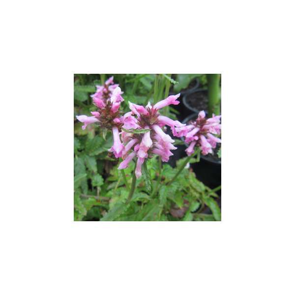 Stachys monieri'Saharan Pink'