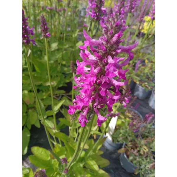 Stachys'Summer Romance'