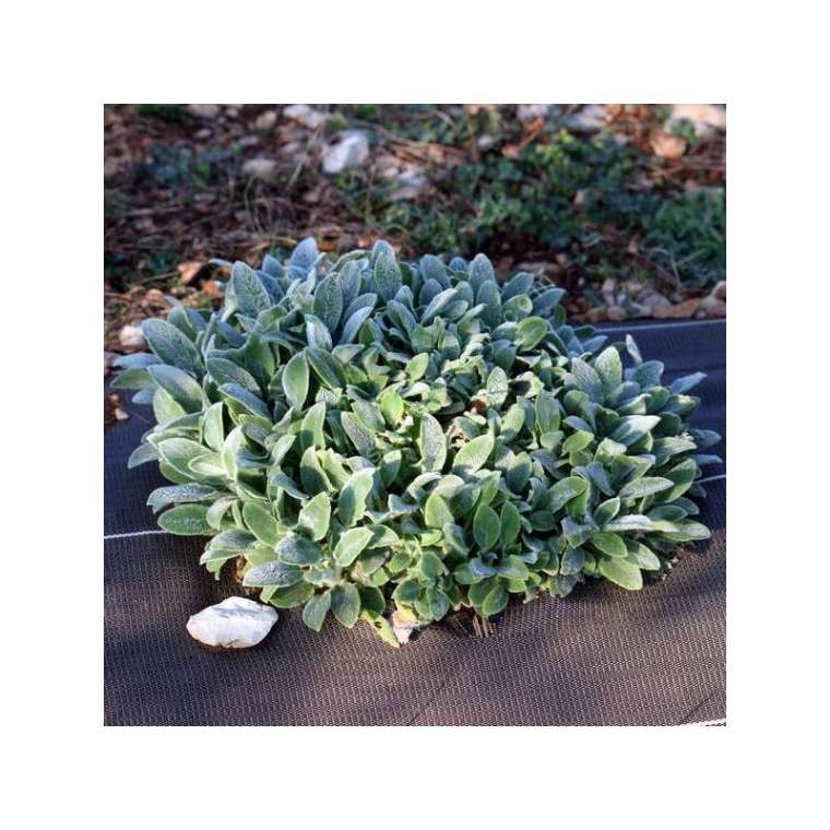 Stachys byzantina'Tiny Ears'