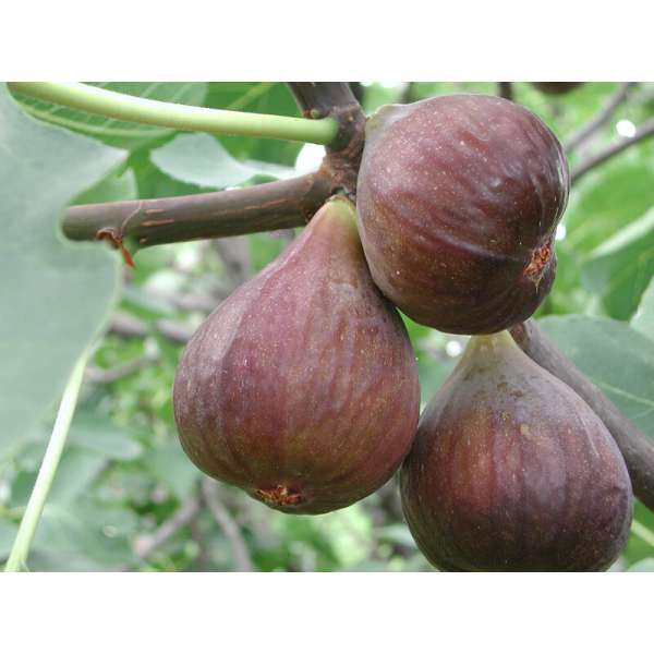 Ficus carica'Peretta 