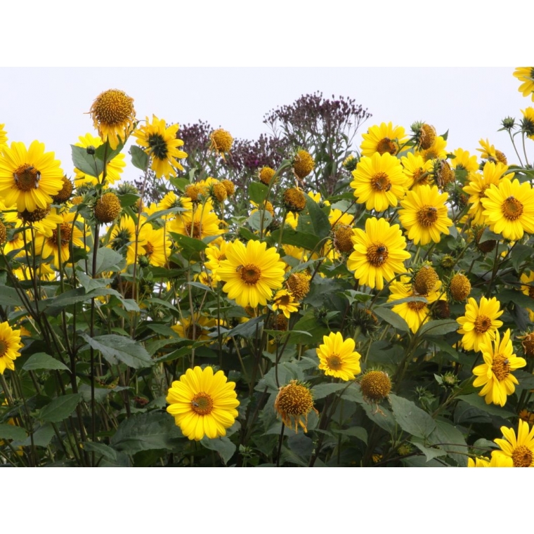 Helianthus decapetalus'Capenoch Star'