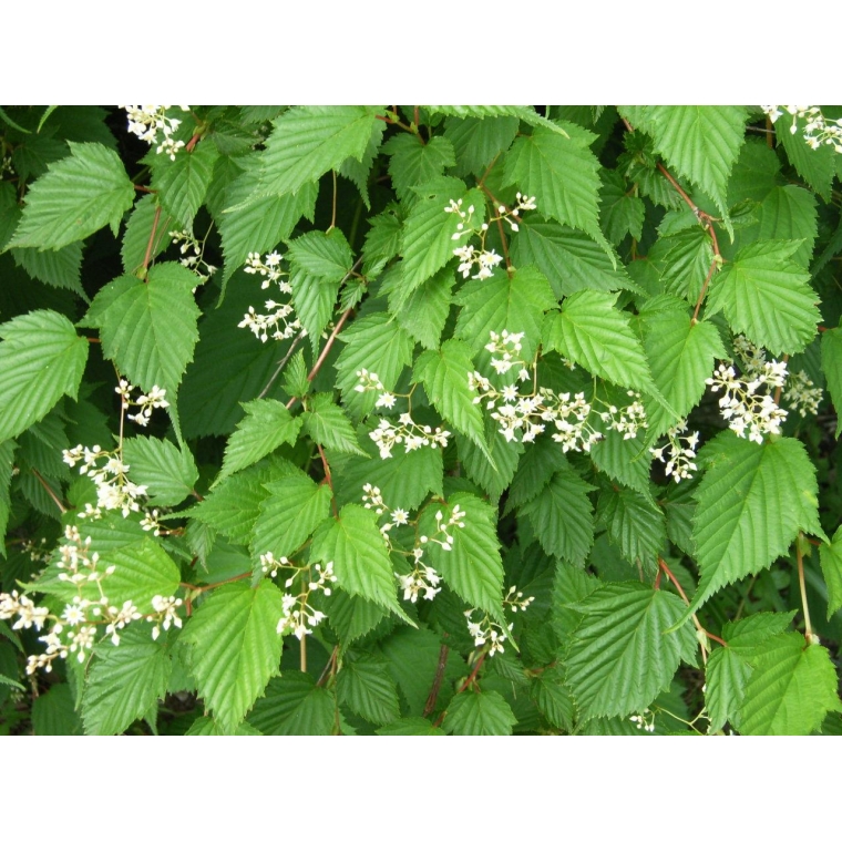 Stephanandra tanakae 