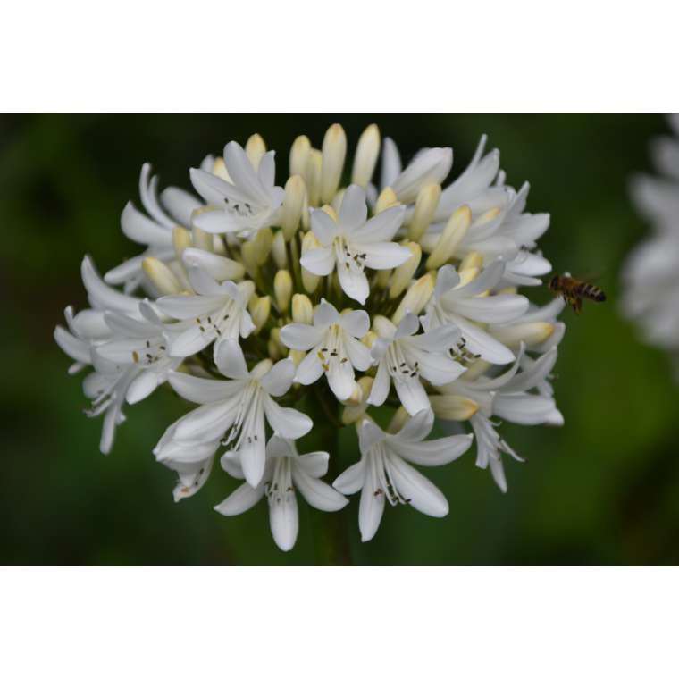 Agapanthus'Stephanies Charm' 