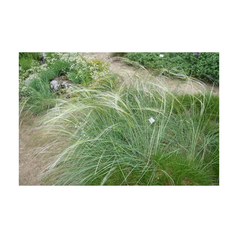 Stipa capillata