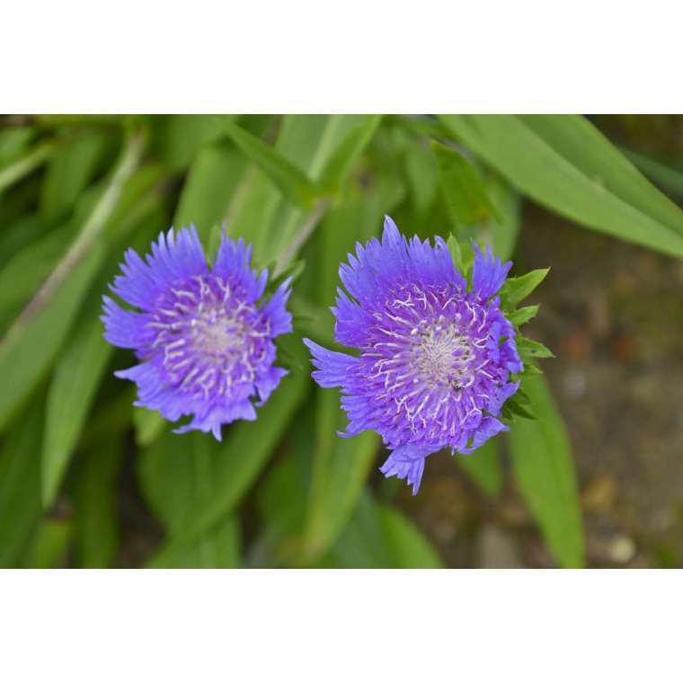 Stokesia laevis'Blue Star'