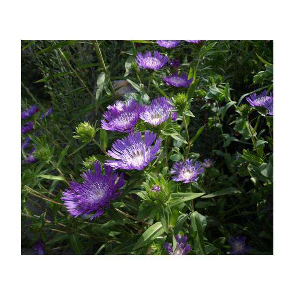 Stokesia laevis'Purple Parasols'