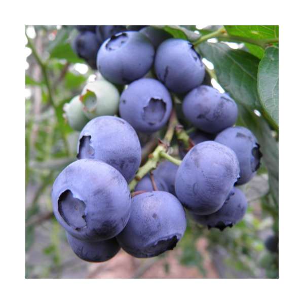 Bosbes(Vaccineum corymbosum'Hortblue Petit'' 