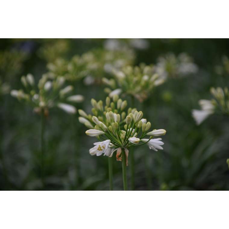 Agapanthus'Summer Love White' 