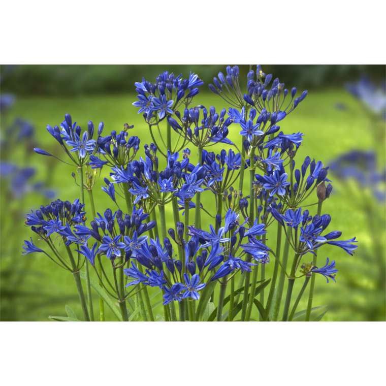 Agapanthus'Summer Love Blue' 