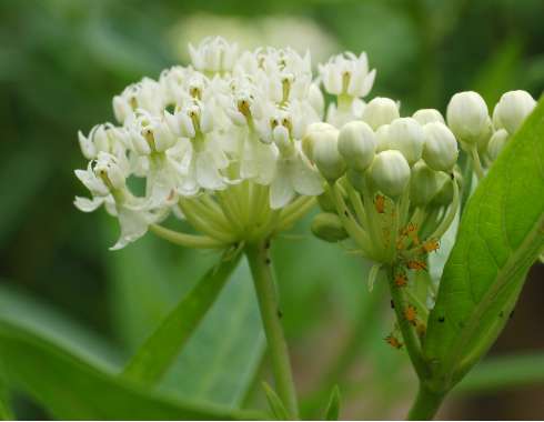 Asclepias incarnate'Ice Ballet'