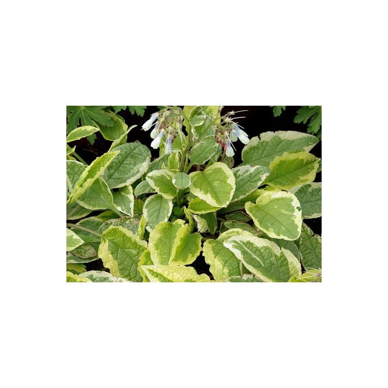 Symphytum grandiflorum'Goldsmith'